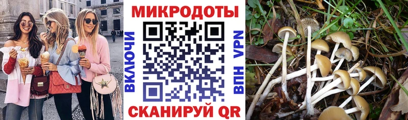 где купить   Бежецк  Псилоцибиновые грибы Psilocybe 